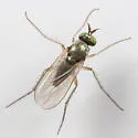 Gymnopternus opacus - photo 2