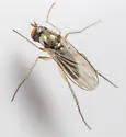 Gymnopternus opacus - photo 4