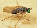 Gymnopternus pseudodebilis - Gymnopternus pseudodebilis