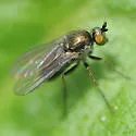 Gymnopternus scotias