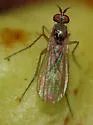 Gymnopternus subulatus