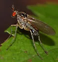 Gymnopternus subulatus - photo 2