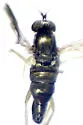 Gymnopternus vernaculus - photo 2