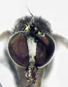 Gymnopternus vernaculus - photo 3