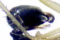 Gymnopternus vernaculus - photo 4
