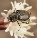 Gymnopyge hopliaeformis