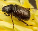 Gymnopyge hopliaeformis - photo 2