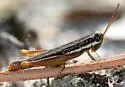 Little Wingless Grasshopper