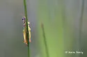 Little Wingless Grasshopper - photo 2