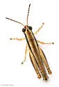 Little Wingless Grasshopper - photo 3