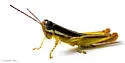 Little Wingless Grasshopper - photo 4