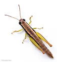 Little Wingless Grasshopper - photo 5