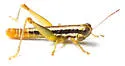Gymnoscirtetes rex - photo 2