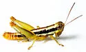 Gymnoscirtetes rex - photo 3