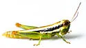 Gymnoscirtetes rex - photo 5