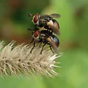 Gymnosoma canadense