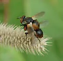 Gymnosoma canadense - photo 2