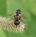 Gymnosoma canadense - photo 3