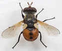 Gymnosoma occidentale