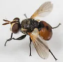 Gymnosoma occidentale - photo 2