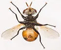 Gymnosoma occidentale - photo 3