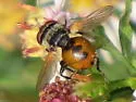 Gymnosoma par