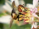 Gymnosoma par - photo 2