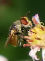 Gymnosoma par - photo 3