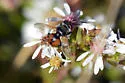 Gymnosoma par - photo 4