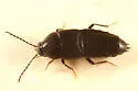 Gymnusa atra - Gymnusa atra