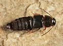 Gymnusa grandiceps