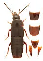 Gymnusa grandiceps - photo 2