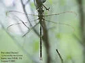 Bar-sided Darner