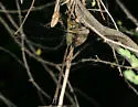 Bar-sided Darner - photo 2