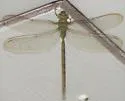 Bar-sided Darner - photo 3
