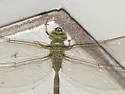 Bar-sided Darner - photo 4