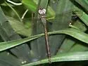 Twilight Darner