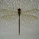 Twilight Darner - photo 2
