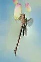 Twilight Darner - photo 3