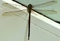 Twilight Darner - photo 4