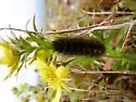 Ross' Tussock Moth - Hodges#8290 - photo 2