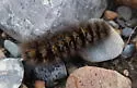 Ross' Tussock Moth - Hodges#8290 - photo 3