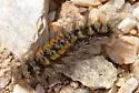 Ross' Tussock Moth - Hodges#8290 - photo 4