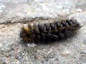 Ross' Tussock Moth - Hodges#8290 - photo 5