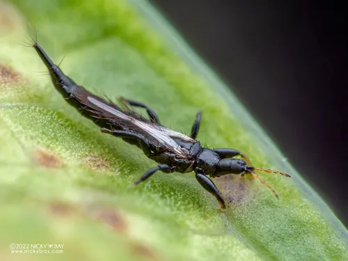 Cuban Laurel Thrips - photo 3