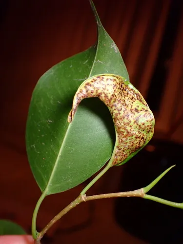 Weeping Fig Thrips
