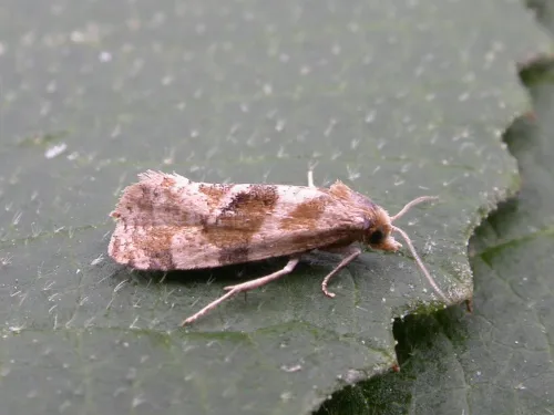 Gynnidomorpha alismana - photo 2