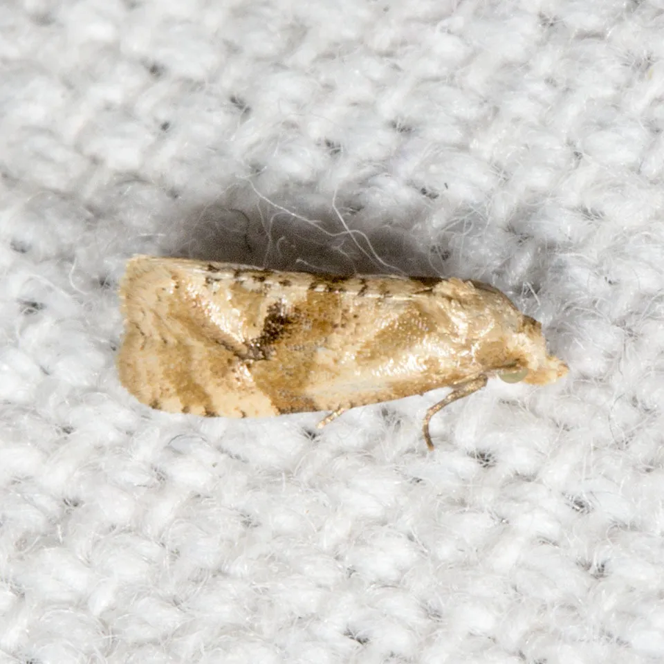 Gynnidomorpha romonana - Hodges#3793 - photo 2