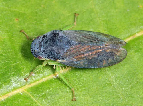 Gypona melanota