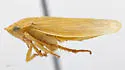 Gypona mitana